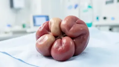 Placenta biloba význam a popis - ilustrační foto