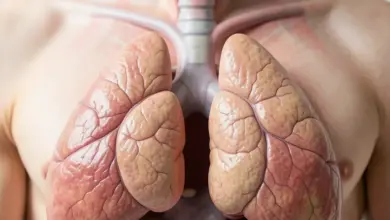 co je thymus a jeho funkce v těle - Co je thymus - ilustrační foto