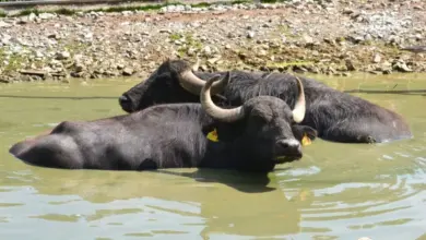 Dva indičtí buvolové plavou v kalné vodě u břehu.