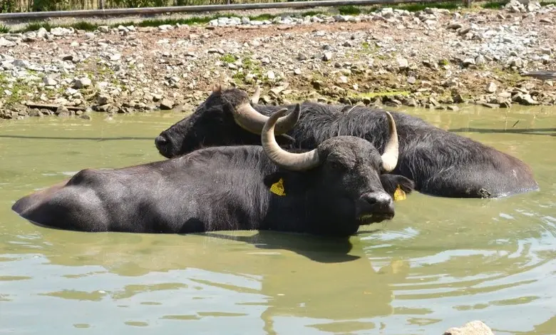 Dva indičtí buvolové plavou v kalné vodě u břehu.