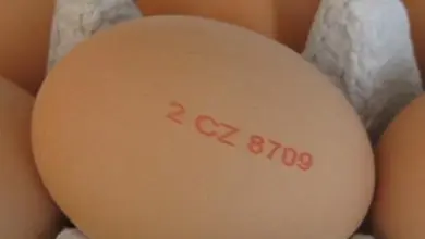 Hnědé vejce v kartonové krabici s červeným razítkem velikosti.