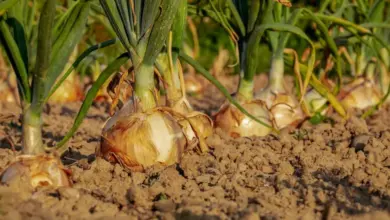 Mature cibule rostoucí v zemi s zelenými stonky.