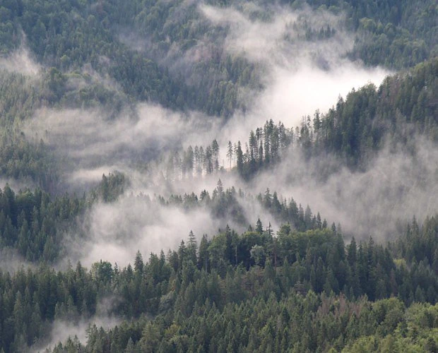 Hustý les s mlhou nad údolím v česku