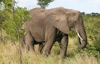 Afrikan slon chodí po travnaté savaně s keřmi v pozadí.