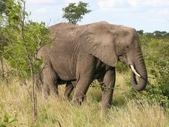 Afrikan slon chodí po travnaté savaně s keřmi v pozadí.