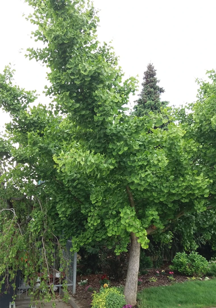 Velký strom ginkgo biloba v zahradě s zelenými listy.