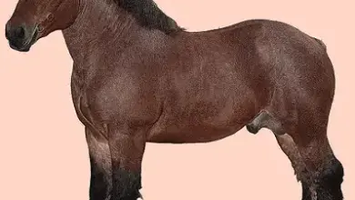 Hnědý ardenský kůň s hustou hřívou a chlupatými nohama.