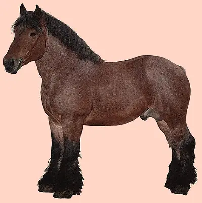 Hnědý ardenský kůň s hustou hřívou a chlupatými nohama.