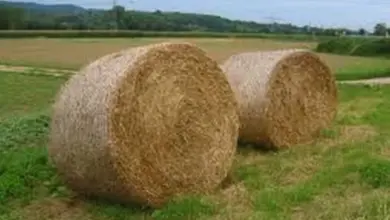 Dva kulaté balíky slámy leží na trávníku venku.