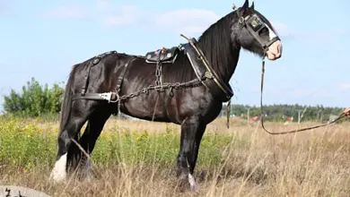 Černý shirský kůň v jízdním nářadí na louce.