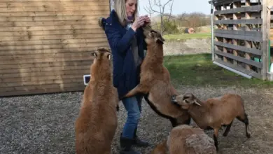 Žena krmití kozy venku na štěrkové ploše.