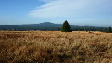 Zelená louka s jehličnatými stromy pod modrou oblohou.