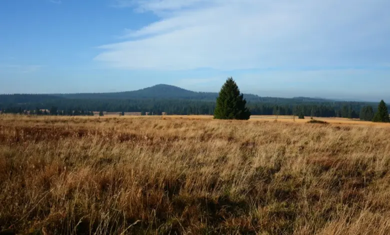 Zelená louka s jehličnatými stromy pod modrou oblohou.