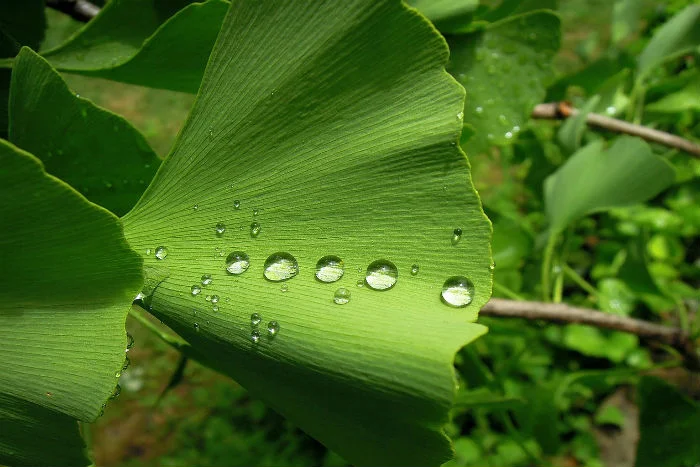 Zelený list Ginkgo biloba s kapkami vody na povrchu.