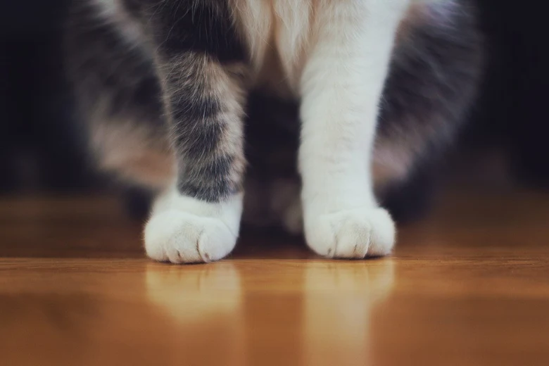 Bílé kočičí tlapky stojí na dřevěném podlaze.