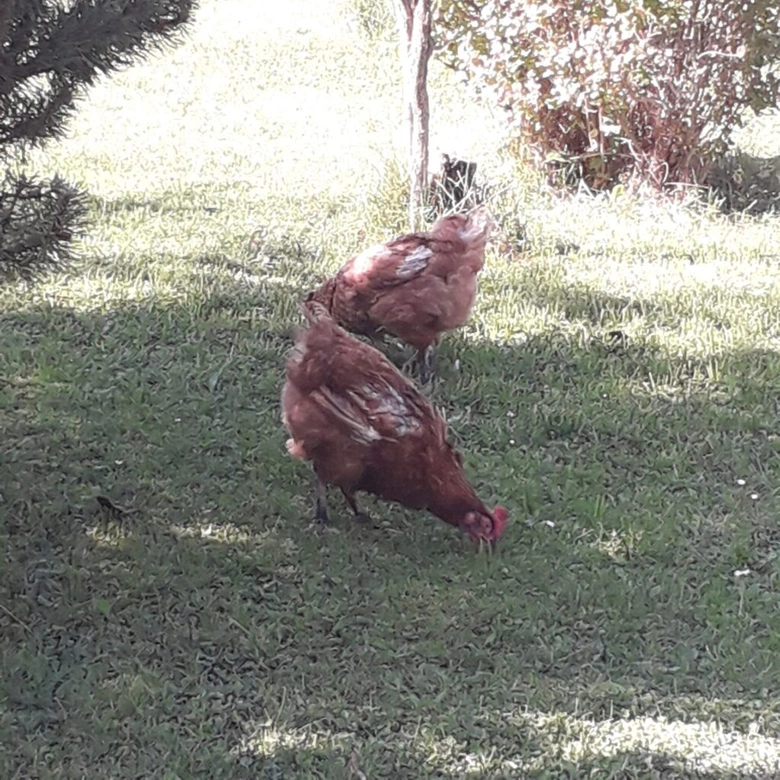 Dvě hnědé slepice hledají potravu na trávníku.