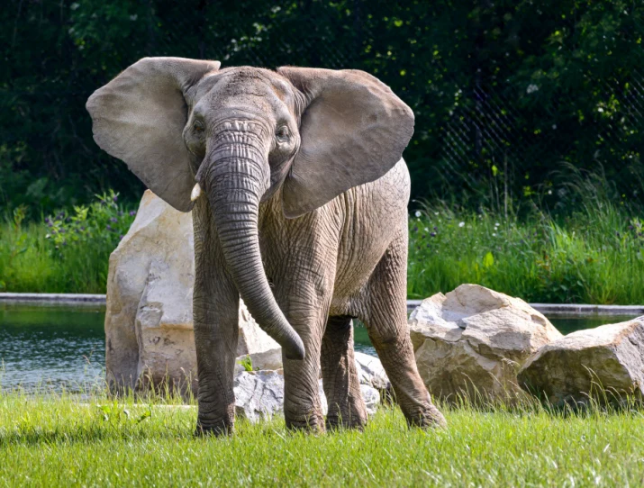 Afrikan slon stojí na trávníku u vody v zoo.