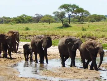 Skupina afrických slonů u vodní nádrže v krajině.