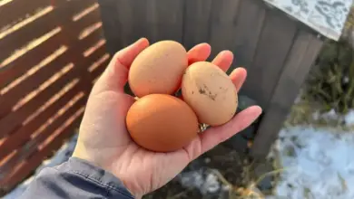 Tři vejce držená v ruce venku na slunci.