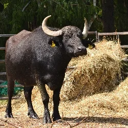 Černý indický buvol stojí vedle balíků sena na slunci.