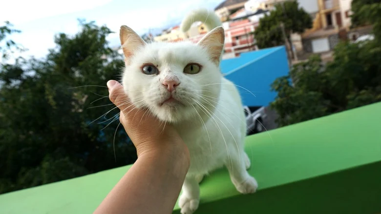 Bílá kočka s centrální heterochromií očí na zeleném pozadí