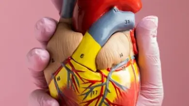 Anatomický model lidského srdce držený v rukavici.