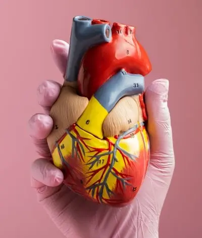 Anatomický model lidského srdce držený v rukavici.