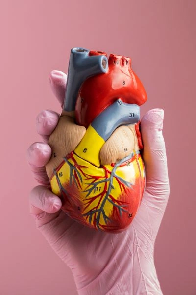 Anatomický model lidského srdce držený v rukavici.