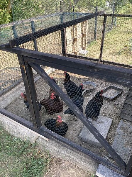 Černé okrasné slepice v ohradě venku