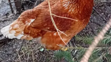 Hnědá slepice sedí na větvi v zahradním výběru.