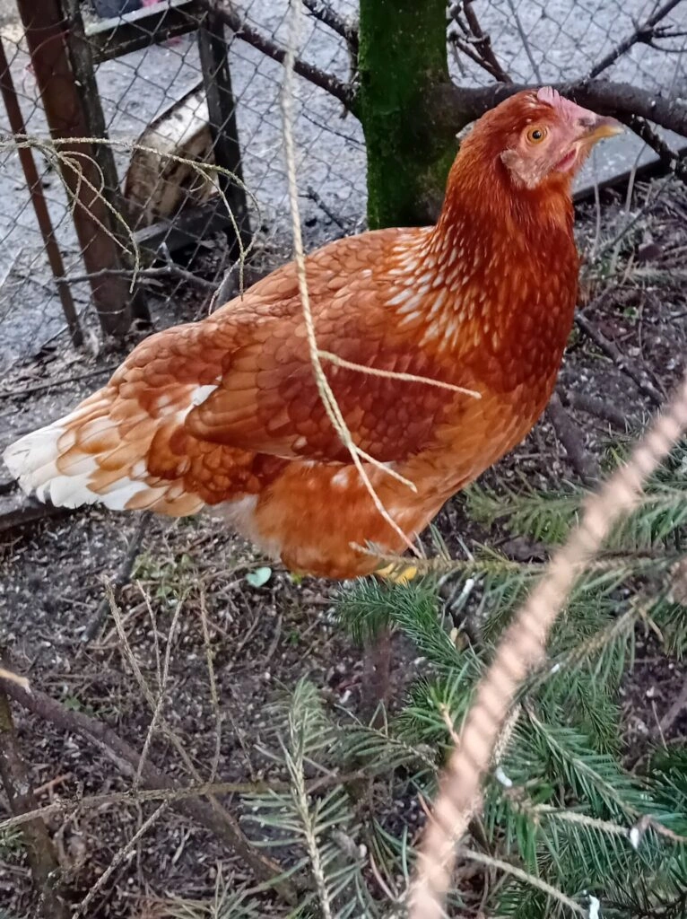 Hnědá slepice sedí na větvi v zahradním výběru.
