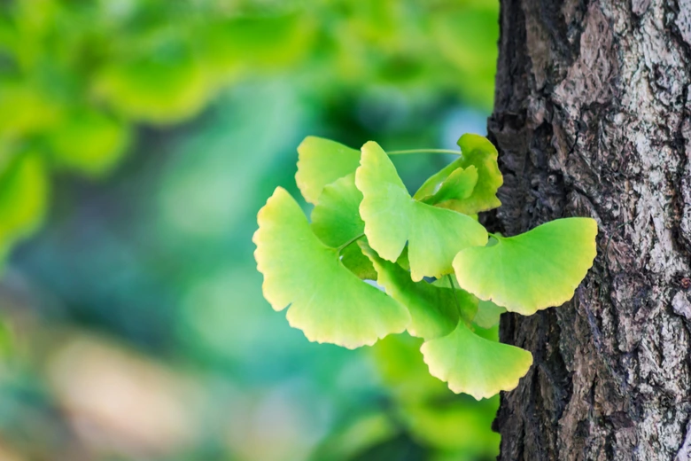 Zelené listy Ginkgo biloba rostoucí na kmeni stromu s rozostřeným pozadím.