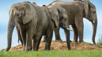 Tři dospělé africké slony stojí na trávnaté kopci.