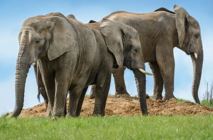 Tři dospělé africké slony stojí na trávnaté kopci.