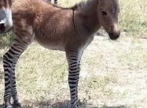 Mladý hybrid žirafy a osla stojí na travnatém pozadí s dalšími zvířaty v pozadí.