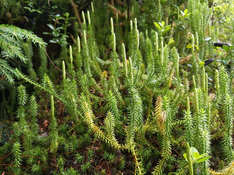 Zelené rostliny Lycopodium v lesním prostředí.
