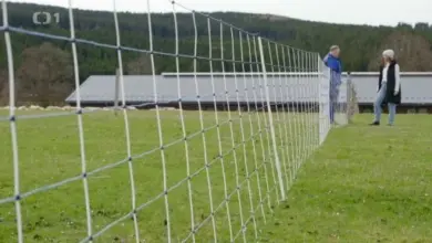 Ovce na pastvě za elektrickým plotem s lidmi v pozadí