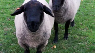 Dvě ovce plemene texel stojí na zelené trávě.