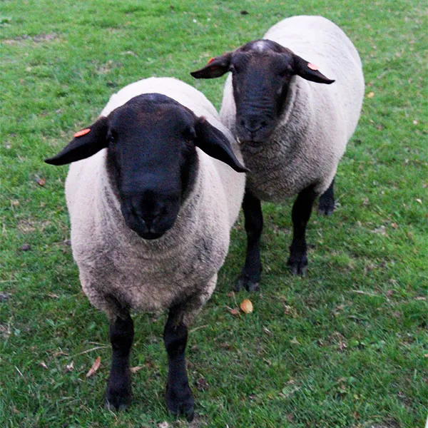 Dvě ovce plemene texel stojí na zelené trávě.