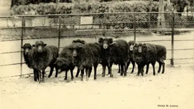 Historická fotografie stáda ouessantských ovcí v kleci.