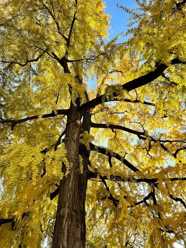 Vysoký strom ginkgo biloba s žlutými listy pod modrou oblohou.