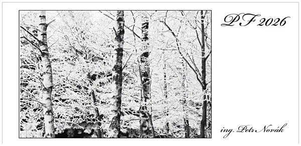 Černobílá fotografie sněhem pokrytých stromů v lese.