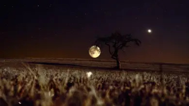 Noční obloha s hvězdami, měsícem a stromem na poli.