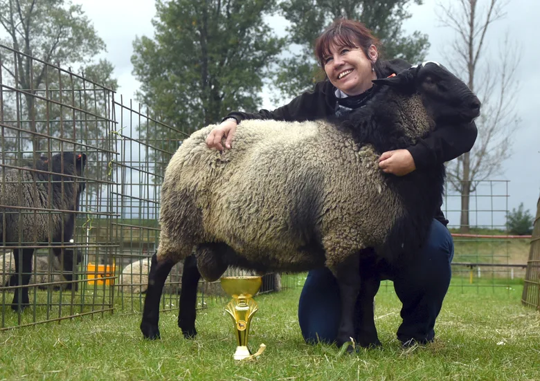 Žena drží romanovskou ovci vedle trofeje na trávníku.