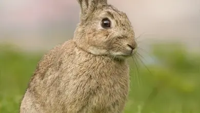Hnědý zajíc sedí na trávě a dívá se doprava.