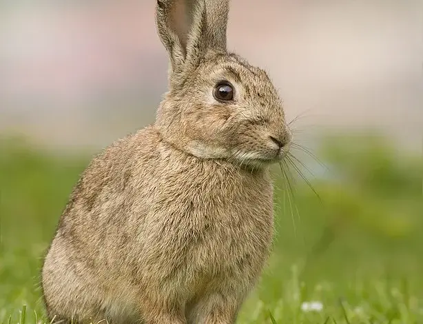 Hnědý zajíc sedí na trávě a dívá se doprava.