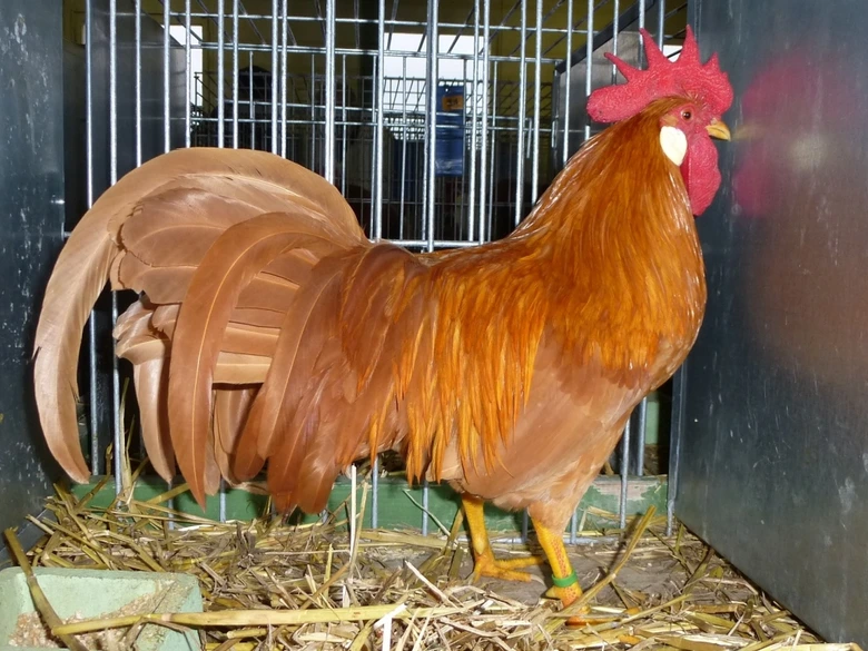 Hnědá slepice v kleci s slámou na podlaze.
